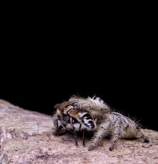 Spider Hyllus Diardi Male and Female