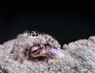 Spider Hyllus Diardi Male and Female