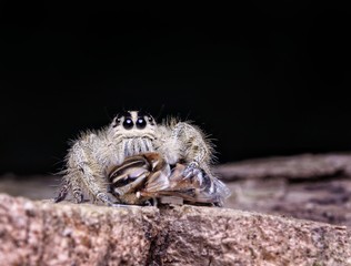 Spider Hyllus Diardi Male and Female