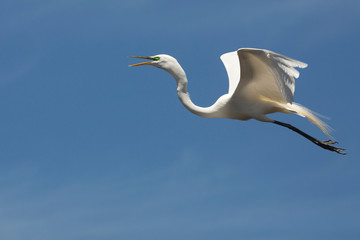 Great egret flying over a swamp in St. Augustine, Florida.