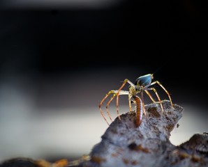 Spider on black Background