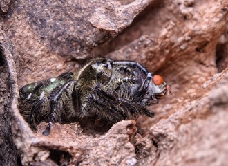 Spider Hyllus Diardi Male and Female