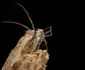 Spider on black Background
