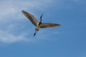 Tricolored heron soaring over a swamp in St. Augustine, Florida.