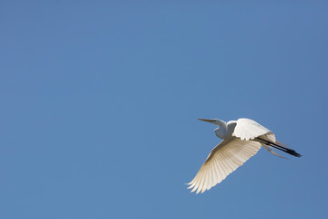 Great egret flying over a swamp in St. Augustine, Florida.