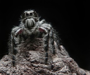 Spider Hyllus Diardi Male and Female