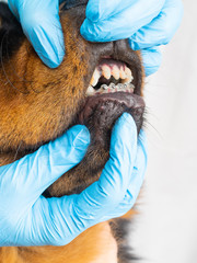 The vet checks the dog braces installed. Cleaning of braces from wool.