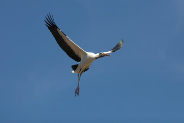 Wood stork preparing to land in St. Augustine, Florida.