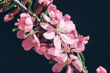 Fototapeta na wymiar Flowering branch of cherry closeup. Spring background.