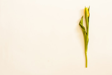 Bunch of Spring tulip flowers. Flat lay. Waiting for spring. Happy Easter card. Top view. Flower Tulip .Spring or summer background with copy space for text. Flowers composition. Floral pattern.