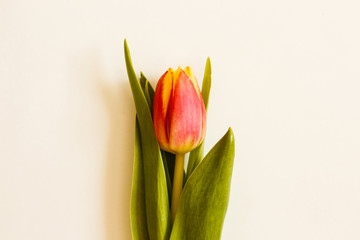 Bunch of Spring tulip flowers. Flat lay. Waiting for spring. Happy Easter card. Top view. Flower Tulip .Spring or summer background with copy space for text. Flowers composition. Floral pattern.