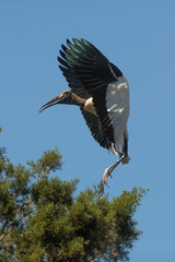 Wood stork preparing to land in St. Augustine, Florida.