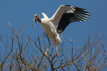 Wood stork perched in a tree in St. Augustine, Florida.