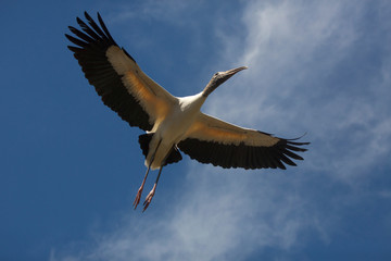 Wood stork flying over a swamp in St. Augustine, Florida.