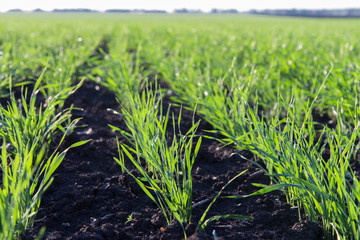 young shoots of winter wheat in spring green field, rows close up