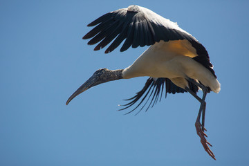 Wood stork preparing to land in St. Augustine, Florida.