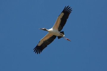 Fototapeta na wymiar Wood stork flying over a swamp in St. Augustine, Florida.