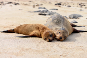 Two Galapagos Sea  lions (Zalophus wollebaeki) lying on the beach. Galapagos Islands, Ecuador