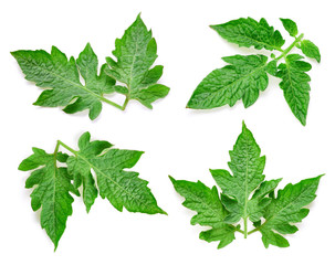 Tomato green leaf isolated © Maks Peoplenko