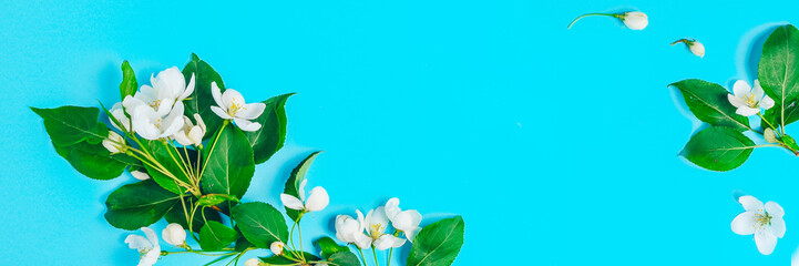 Creative layout with blooming apple tree on a blue background. Flat lay. Concept - spring minimalism