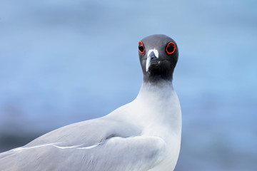 Close-up of Swallow-tailed gull in San Cristobal Island. Galapagos National Park. Ecuador