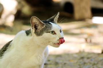 Taking close-ups of the nature of cats.