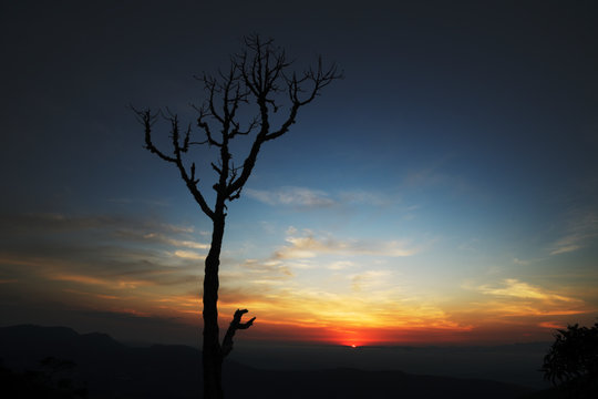 Tree silhouette at sunrise in Brazil