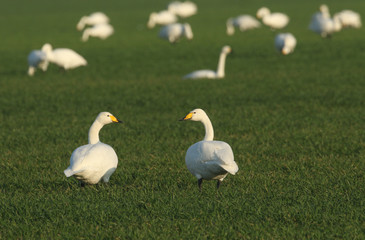 A group of Whooper swans (Cygnus cygnus) feeding in a field. Whooper Swans are mainly a winter visitor to the UK from Iceland, although a couple of pairs nest in the north.