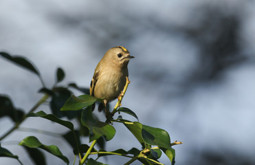 A pretty Goldcrest (Regulus regulus) perching on ivy leaves searching for insects to eat.