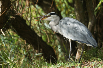 A Grey Heron (Ardea cinerea) eating a fish on the bank at the edge of a lake.