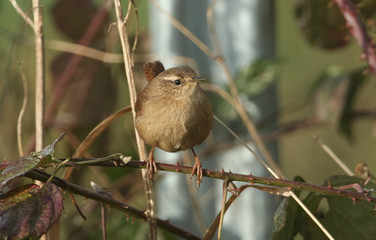 A pretty Wren (Troglodytes troglodytes) perched on a bramble stem.