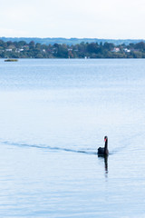 swan