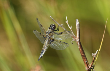 A stunning Four-spotted Chaser Dragonfly (Libellula quadrimaculata) perching on a plant.