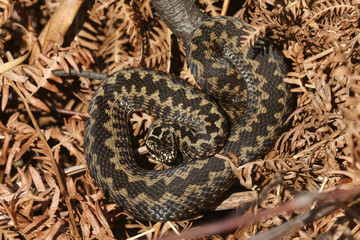 A beautiful Adder (Vipera berus) snake just out of Hibernation basking in the morning sunshine.	