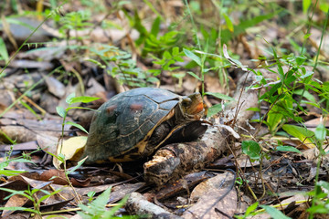 西表島のセマルハコガメ