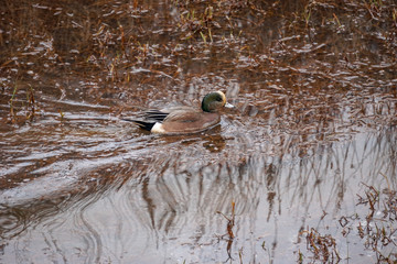 American Wigeon Drake Fraser River Trail
