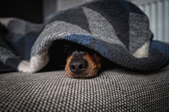 hund liegt und einer decke und nur die schnauze schaut raus