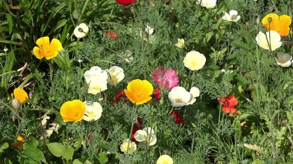 summer flowers in the nature