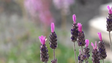 lavender in the nature
