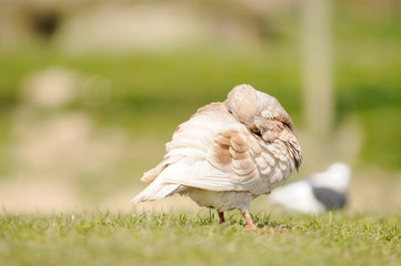 pigeon standing on meadow
