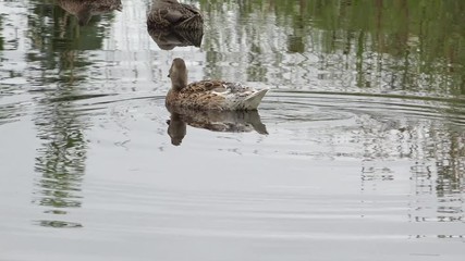 mallard swimming in the pond