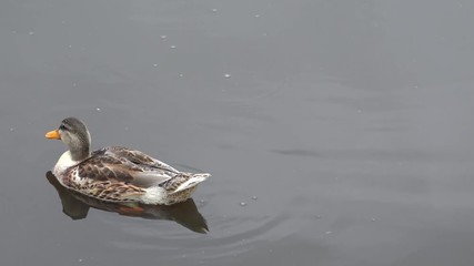 mallard swimming in the pond