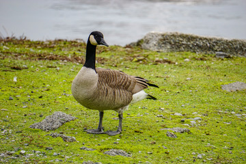 Canada Goose False Creek