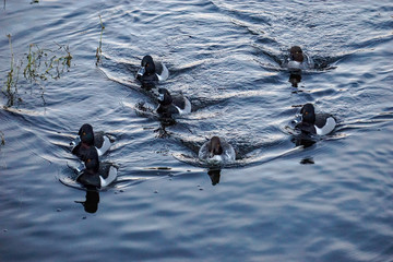 Ring-Necked Ducks Campbell Valley Park
