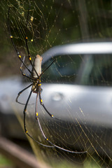 Big Orb-weaver spider in its web near Kuranda in Tropical North Queensland, Australia