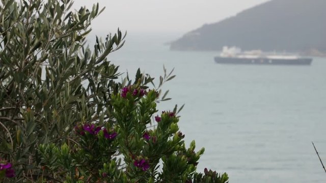 Garden on the sea of the Gulf of La Spezia. A Polygala Mirtifolia plant with an olive tree in this Mediterranean garden in Liguria