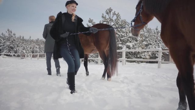 Blond woman and tall man leading two brown horses at the snow winter ranch. One stubborn animal stopped and wants to go further, but girl makes it walk. Happy couple spend time outdoors at farm