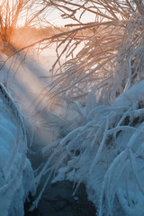 the tree is covered with frost