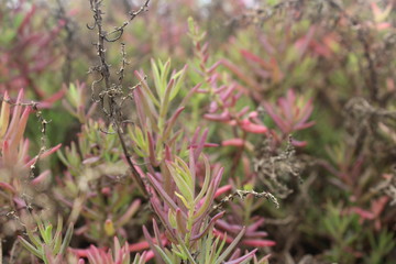 Wildflowers near Mayangan Beach, Probolinggo, East Java Province, Indonesia