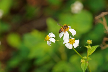 Bee and biden pilosa in natural pollination
